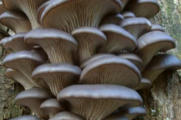 凤尾菇培训,栽培技术,菌种,图片
